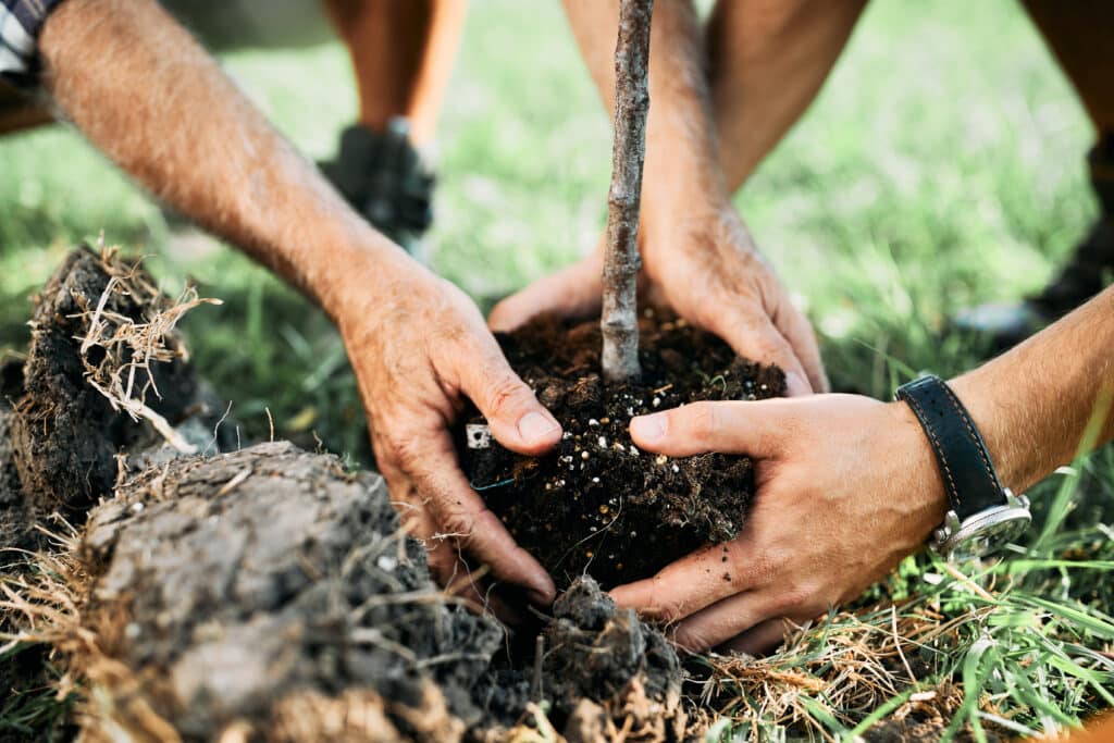 Hände halten vorsichtig Erde um einen kleinen Baum und bereiten sich darauf vor, ihn in die Erde zu pflanzen. Die Szene, die an einen Erneuerungsprozess erinnert, der den Zeremonien im Bestattungsinstitut Dresden ähnelt, findet im Freien auf Gras statt und betont Teamarbeit und Umweltschutz.