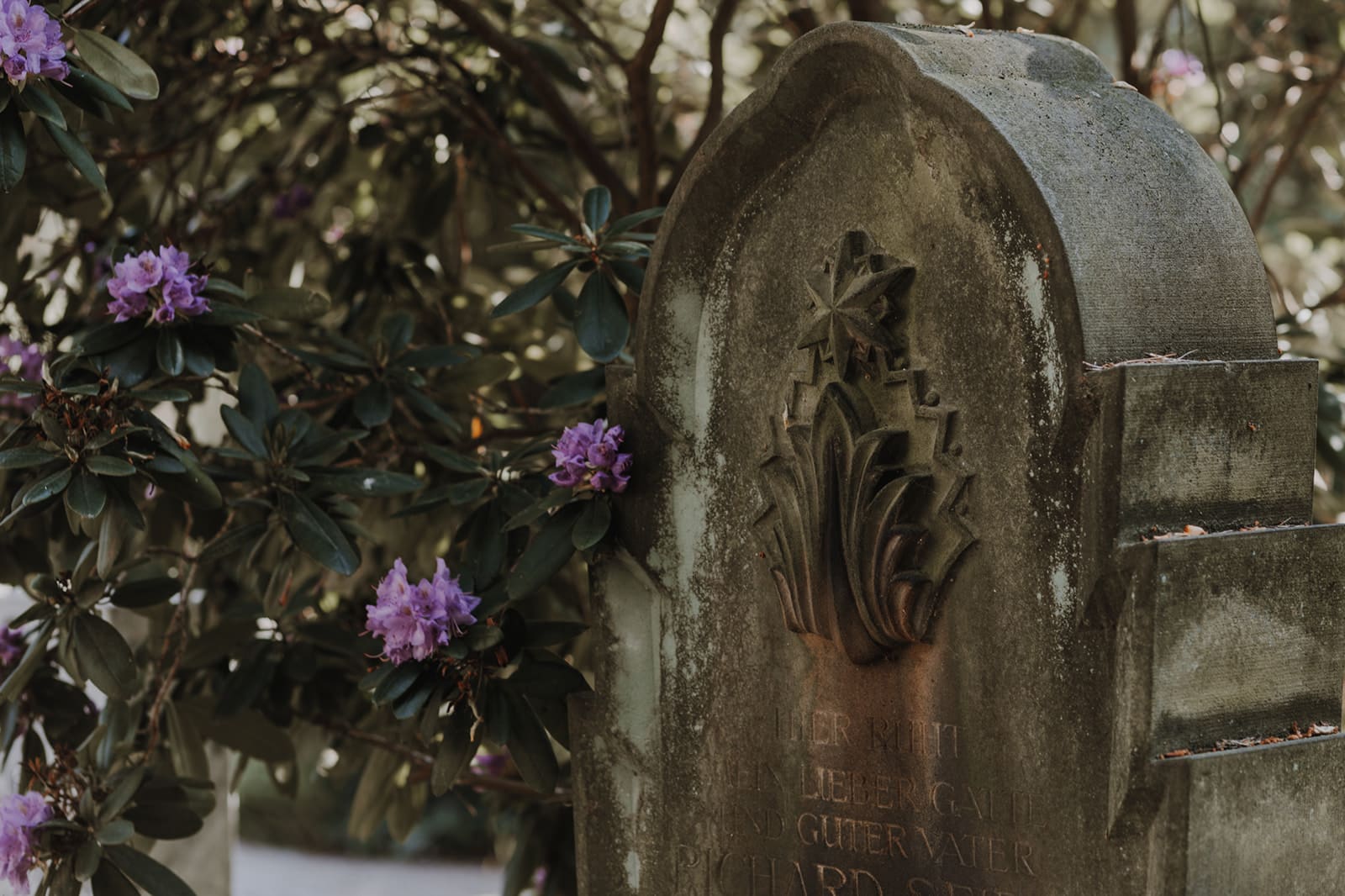 Ein alter, verwitterter Grabstein mit dekorativen Schnitzereien steht vor einem Busch mit violetten Blüten in der Bestattung Dresden. Der Stein ist teilweise mit Moos bedeckt und von üppigem Grün umgeben, was eine friedliche Atmosphäre schafft, die an die ruhige Umgebung des Städtischen Bestattungsinstituts Dresden erinnert.