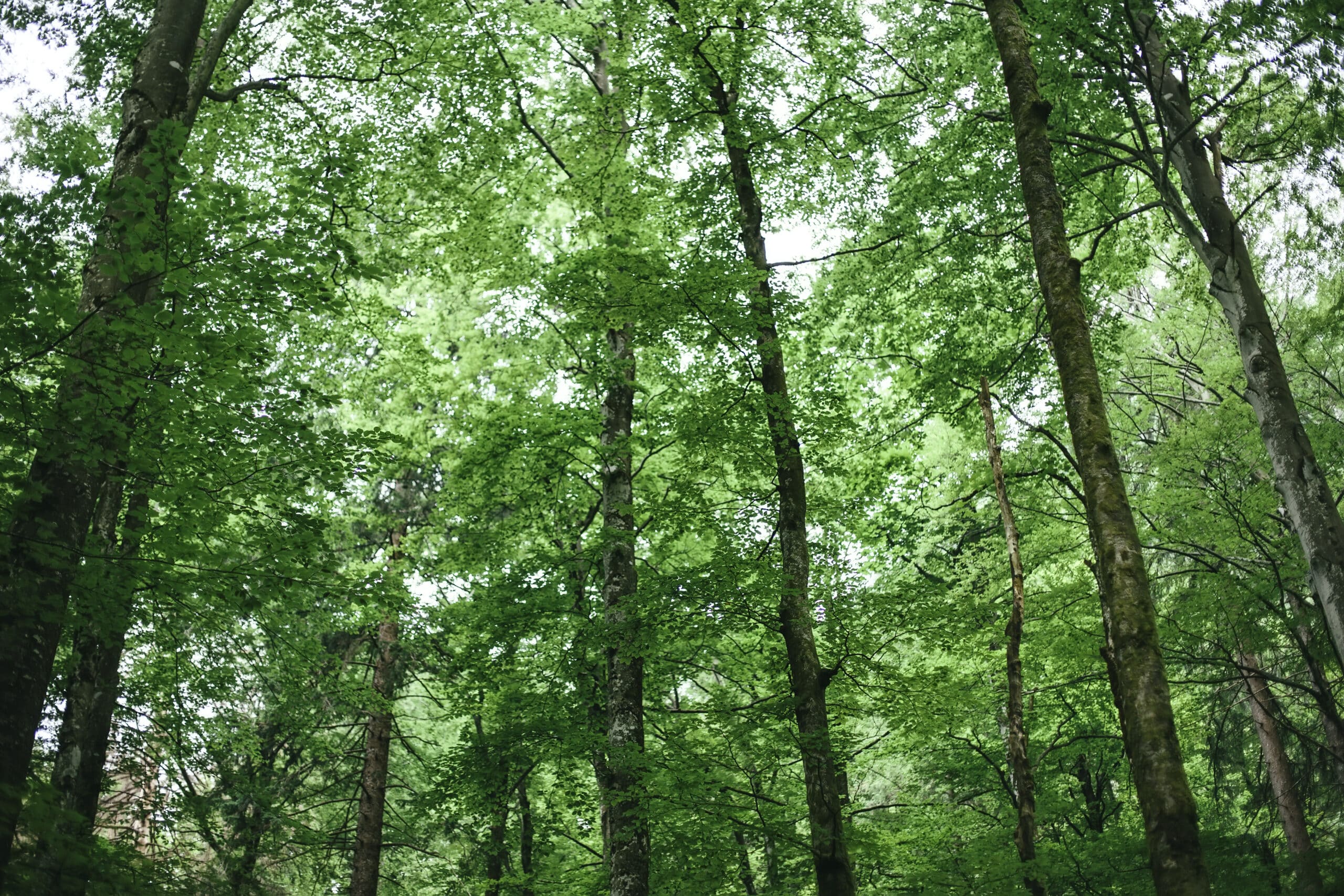 Eine ruhige Waldszene mit hohen Bäumen, die dicht mit üppigen grünen Blättern bewachsen sind und hoch in den Himmel ragen. Weiches, gesprenkeltes Sonnenlicht fällt durch das Blätterdach und spiegelt die ruhige Umgebung wider, die an einen friedlichen Gottesdienst des Städtischen Bestattungsinstituts Dresden erinnert.