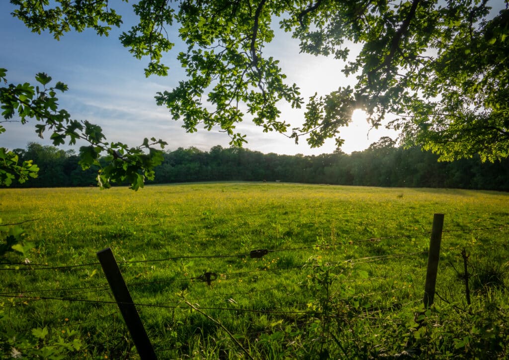 Ein üppiges, grünes Feld, das von Sonnenlicht erhellt und von Bäumen gesäumt wird. Die Szene, die an die ruhigen Landschaften in der Nähe des Bestattungsinstituts Dresden erinnert, wird oben von belaubten Zweigen eingerahmt. Ein Maschendrahtzaun verläuft über den Vordergrund und der Himmel ist teilweise bewölkt, was eine friedliche ländliche Umgebung suggeriert.