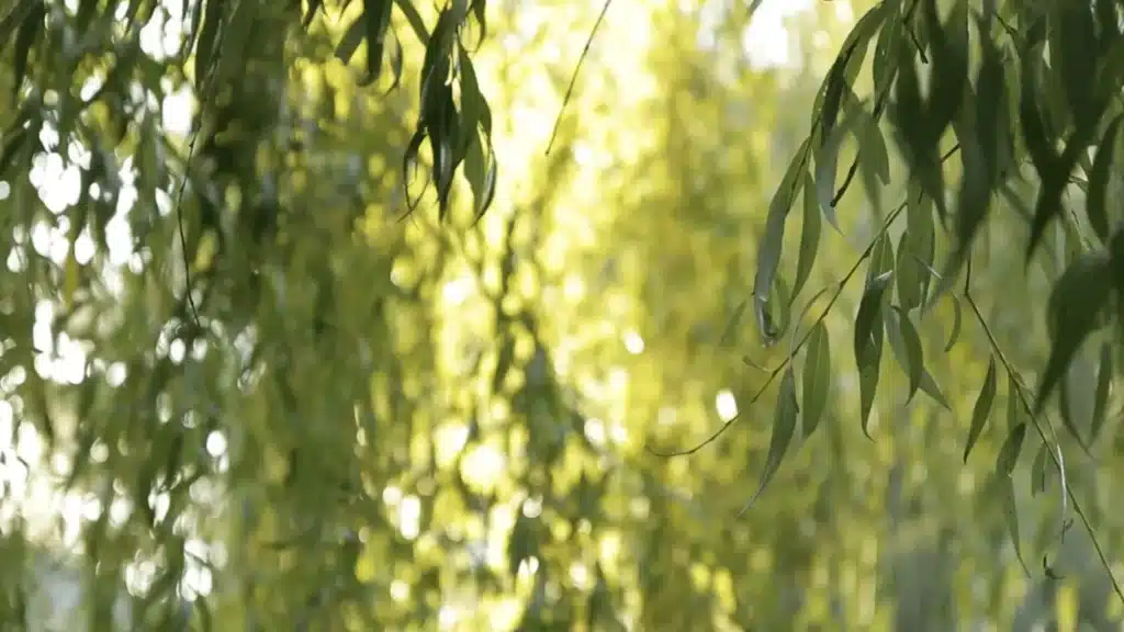 Nahaufnahme von herabhängenden Weidenzweigen und -blättern, wobei das Sonnenlicht ein weiches, warmes Leuchten erzeugt und das Grün im Hintergrund verschwimmt.