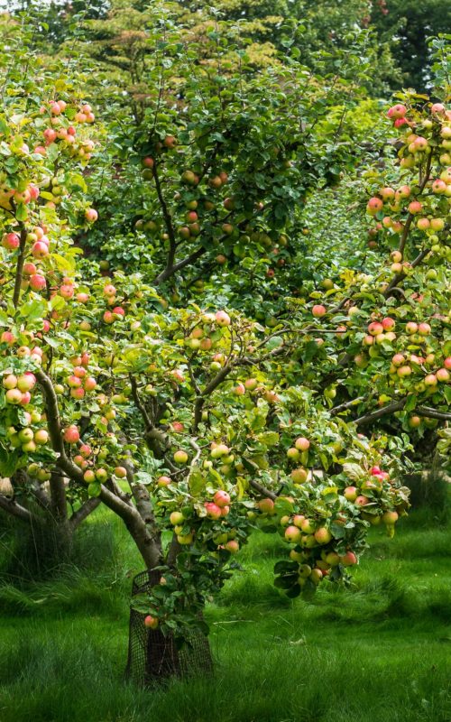 Ein üppiger Apfelgarten mit Bäumen, die reife Äpfel tragen, liegt friedlich in der Nähe von Dresden. Das leuchtende Gras darunter und der Weg im Hintergrund spiegeln eine heitere, üppige Umgebung wider. Es ist ein Ort, der zur Besinnung einlädt, ganz wie die aufmerksamen Gottesdienste von Trauerredner Dresden.