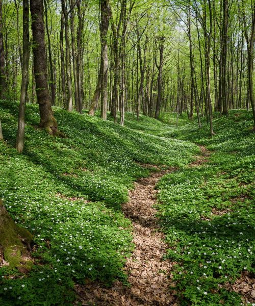 Ein üppiger grüner Wald mit hohen Bäumen und einem schmalen, gewundenen Pfad durch das Unterholz. Der Boden ist mit dichtem grünem Laub und kleinen weißen Blüten bedeckt und erinnert an die heitere Umgebung, die ein Trauerredner Dresden oft wählt. Das Sonnenlicht fällt sanft durch das Blätterdach.