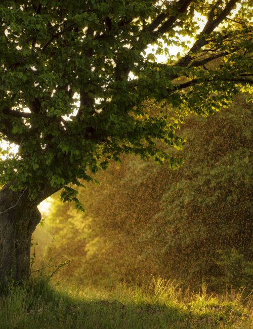 Ein großer Baum mit dichten grünen Blättern wird bei Sonnenuntergang in warmes Sonnenlicht getaucht. Sonnenstrahlen dringen durch die Zweige und beleuchten eine neblige Szene in der Nähe des Städtischen Bestattungsinstituts Dresden. Der Grasboden ist teilweise sonnenbeschienen und schafft eine ruhige, goldene Atmosphäre für einen heiteren Abschied bei einer Beerdigung in Dresden.